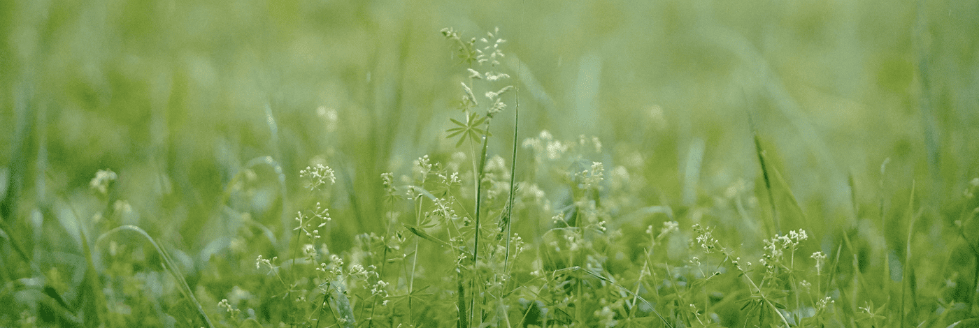 수목장 분양안내 비주얼